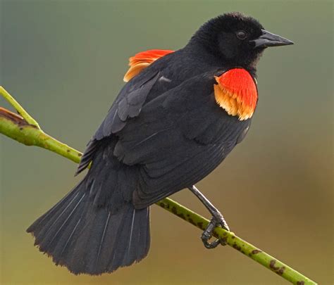 Blackbird0 .